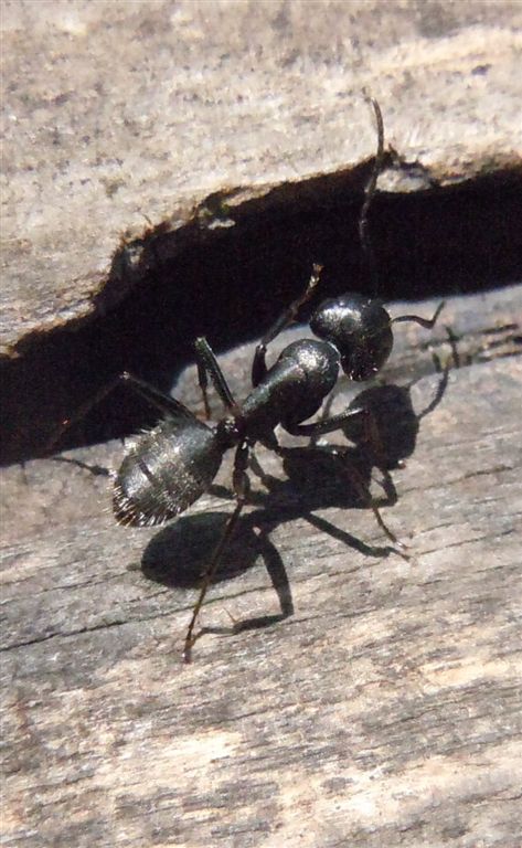 Camponotus vagus